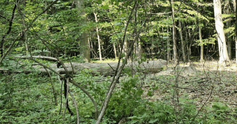 Lot Clearing Services: Transform Your Land with Woods Forestry Solutions